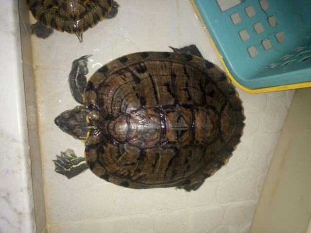 點擊在新窗口查看全圖