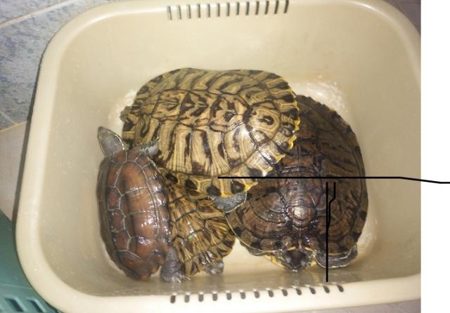 點擊在新窗口查看全圖