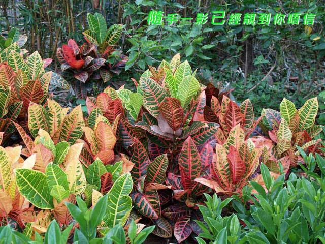 點擊在新窗口查看全圖
